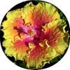 Michael D Sherman Dba Sherman Landscape logo