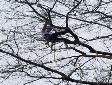 Photos by Elite Tree Care #1