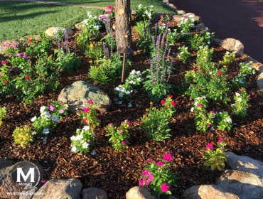 Desert Blooms