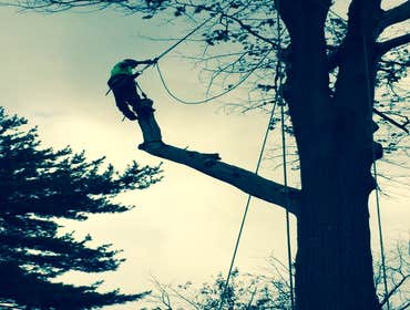 Tree Service South Jersey