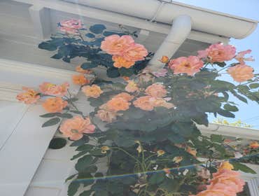 Photos by Tuyub Landscaping #23