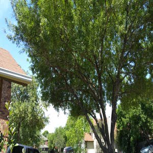 Photos from Julio's Tree Service