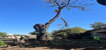 Photos by A Beautiful Tree Service #1