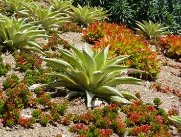 Sandi Fields Landscape Design Project 1