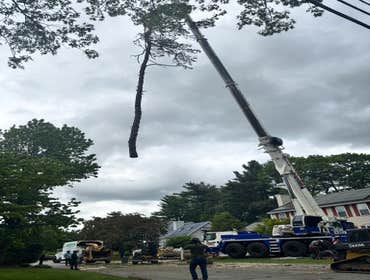 Photos by Yandi's Tree Service #28