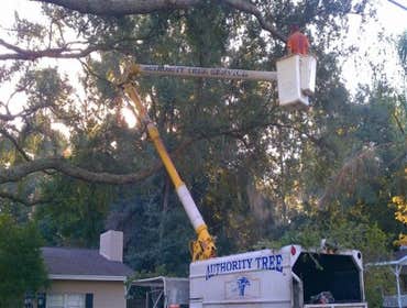 Photos by Authority Tree Service #1