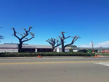 Photos by Moreno Tree Service #1