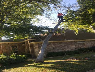 Photos by K-perez Tree Services #1