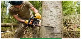 Menifee Tree Service Professionals