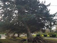 Photos by Elite Tree Care #1
