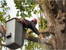 Photos by Tri-city Tree Services #1
