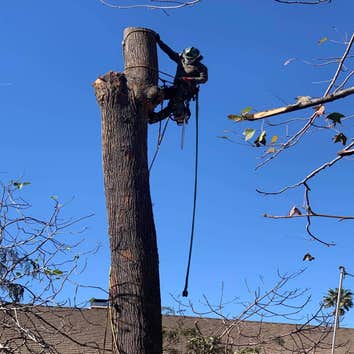 Tzuban Tree Services
