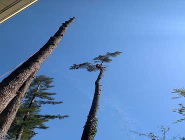 Photos by Moreno Tree Service #1