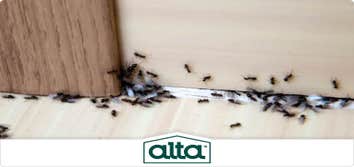 Photos by Alta Pest Control #1