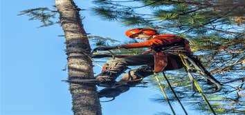 Above All Trees LLC