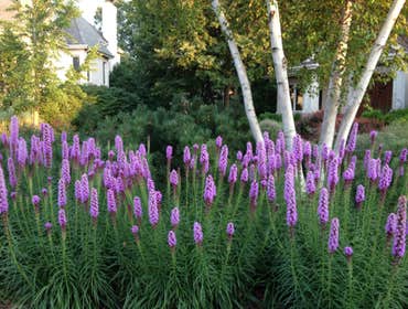 July blooming native perennial