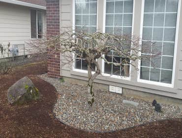 Before pruning