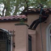 Photos from South Texas Tree of Life Tree S.Tx Tree of Life Tree Service