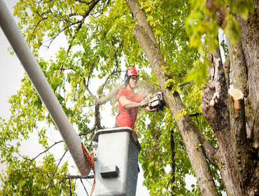 Photos by Tree World Landscaping #1