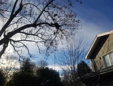 Photos from Lineage Tree Care