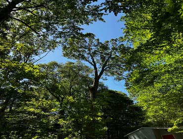 Flores Tree Services General & Landscaping