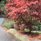 Shore Pine Landscape Service
