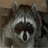 Bay Area Rodent Solutions
