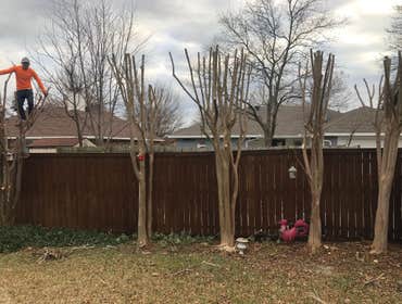 Photos by K-perez Tree Services #1