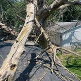 Clean Green Tree Service