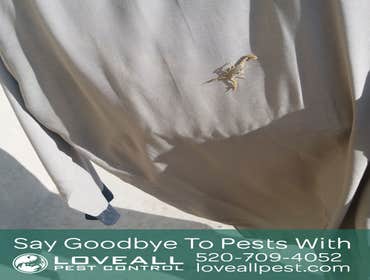 Pest Control Service