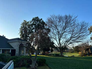 Photos by A+ Ramirez Tree Service #1