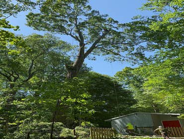 Flores Tree Services General & Landscaping