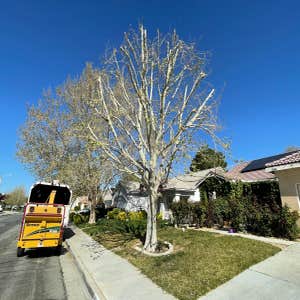 Photos by Master of Tree Care Services Inc #5