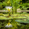 Rocklin Landscaping Pros logo