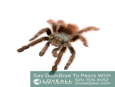 Pest Control Service