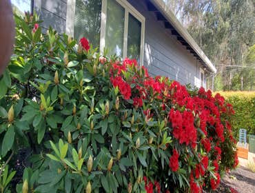 Photos by Tuyub Landscaping #11