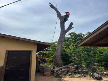 Tree Removal