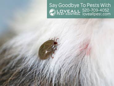 Termite-Pest Control Termite-Pest Control Service