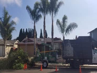 Photos by Moreno Tree Service #1