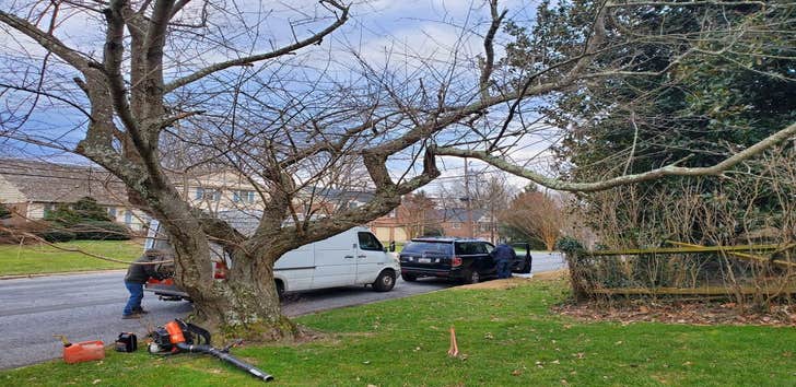 Photos by Longhorn Tree Service #1
