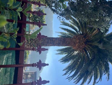 Photos by Ms Tree Services #1