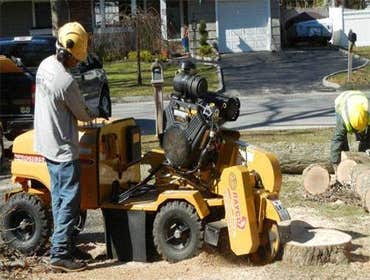 Photos from Alternative Earthcare Tree & Lawn Systems Inc