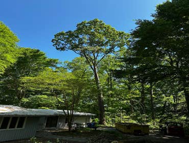 Flores Tree Services General & Landscaping