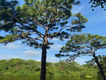 Photos by Arbobella Tree Service #1