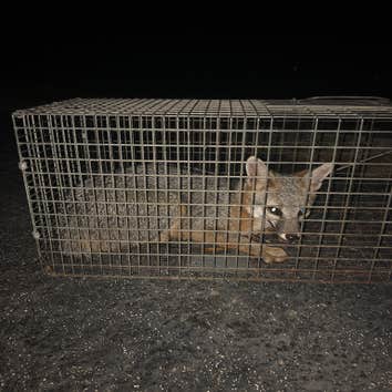 Varmint Masters Wildlife Removal & Pest Control