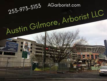 Seattle Tree Risk Assessment