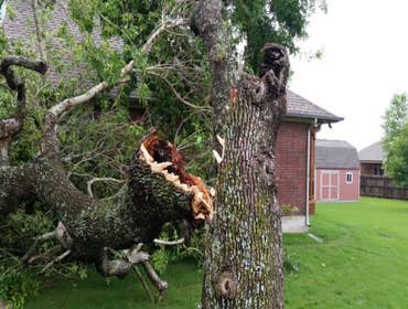Photos from South Texas Tree of Life Tree S.Tx Tree of Life Tree Service