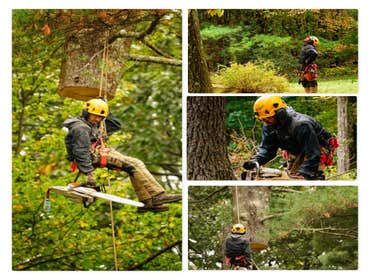 Photos by America Tree Services #1