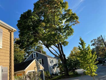 Photos by Marco Professional Tree Services #1