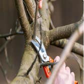 Photos by Ithaca Tree Service #1